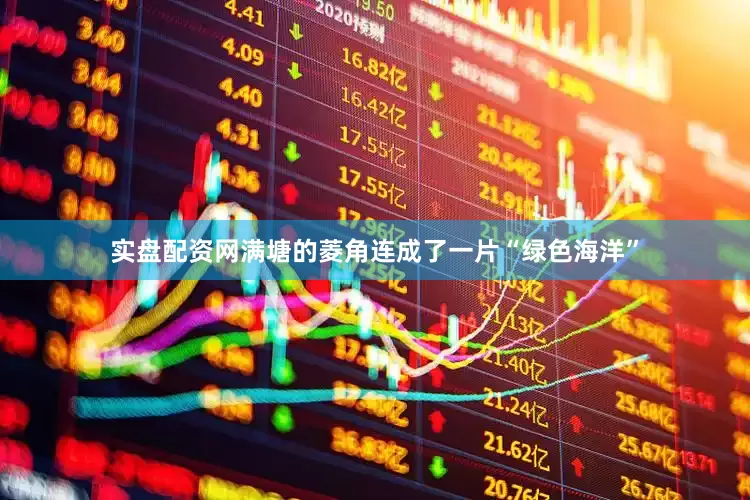 实盘配资网满塘的菱角连成了一片“绿色海洋”