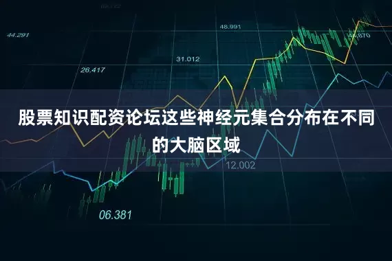 股票知识配资论坛这些神经元集合分布在不同的大脑区域